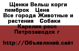 Щенки Вельш корги пемброк › Цена ­ 35 000 - Все города Животные и растения » Собаки   . Карелия респ.,Петрозаводск г.